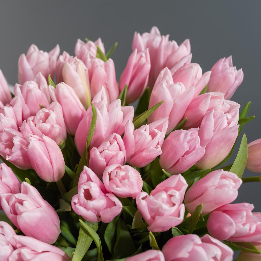 Розовые тюльпаны — вид 4