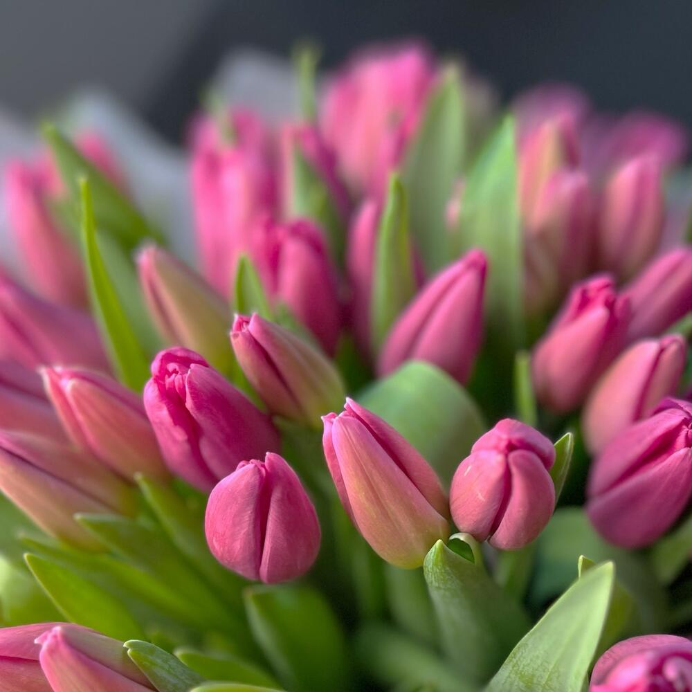 Розово-белые тюльпаны — вид 5