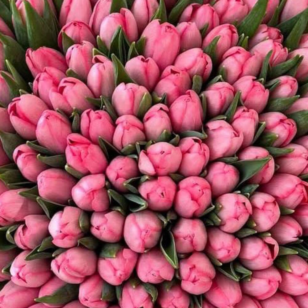 розовые тюльпаны — вид 2