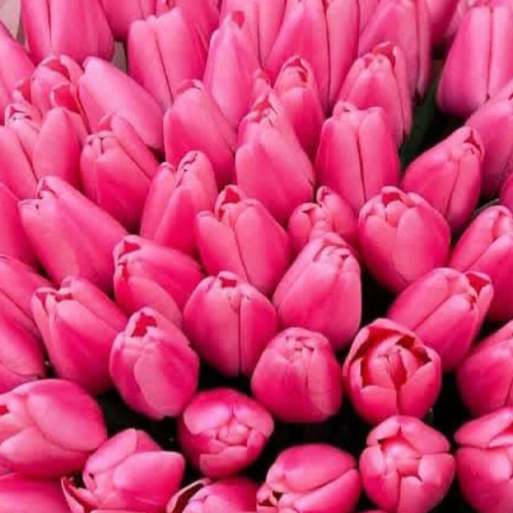 Розовые тюльпаны  — вид 4