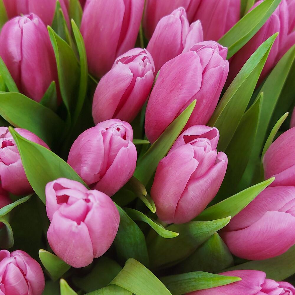 Розовые тюльпаны — вид 4