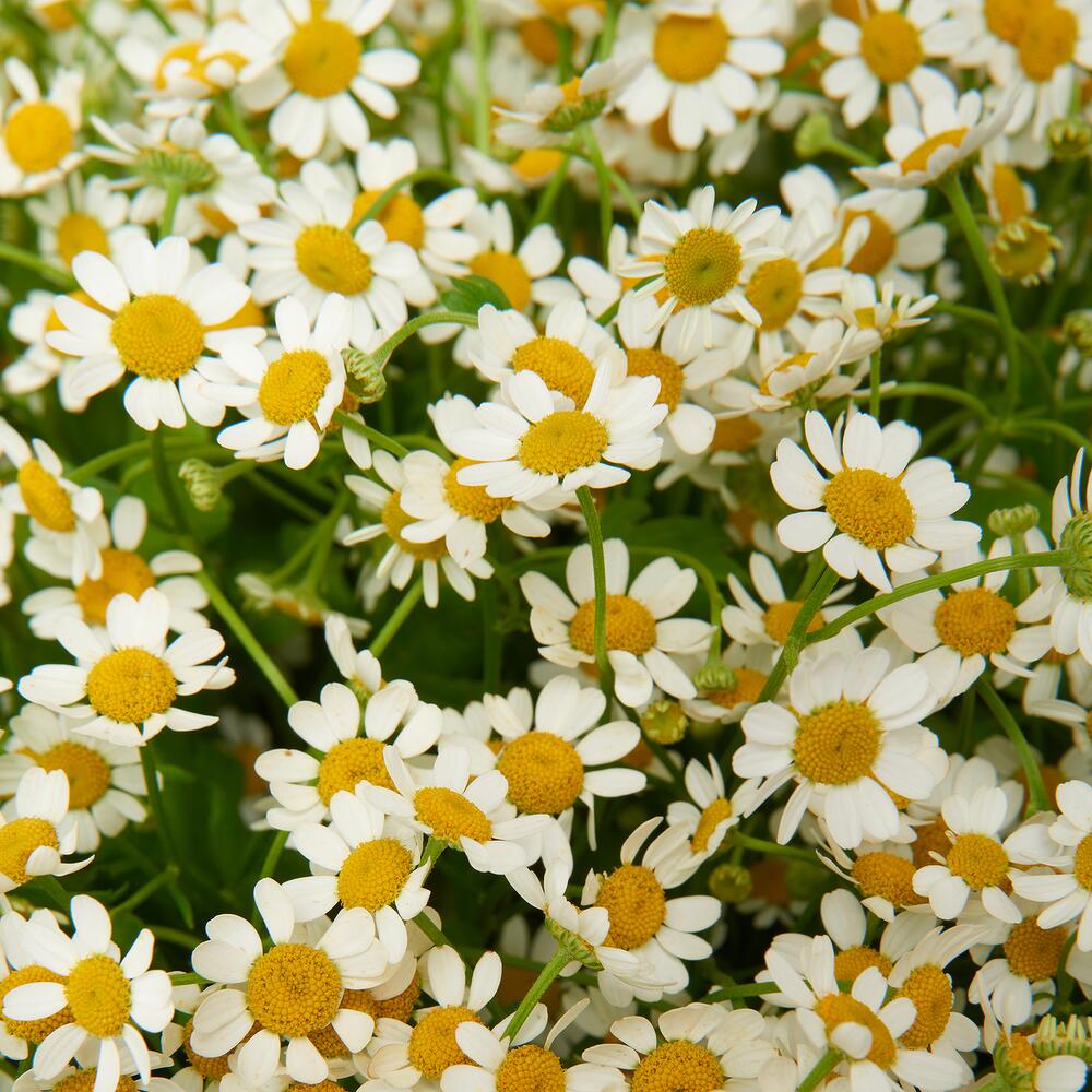 Летняя радость — вид 4