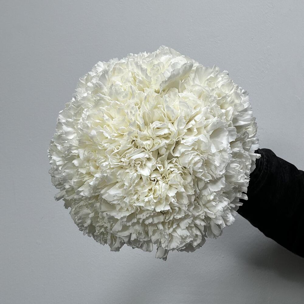 Новая семья — вид 2