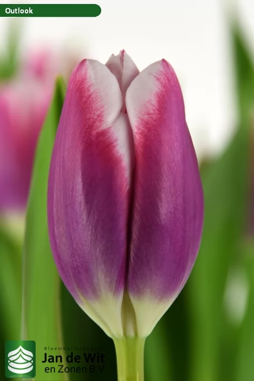 Outlook — оптовая продажа