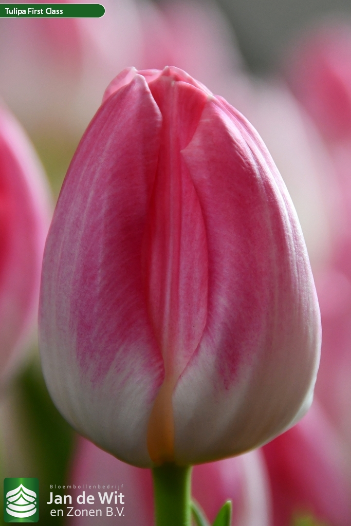 First Class — оптовая продажа