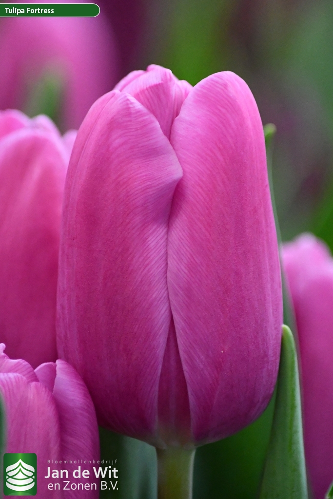 Fortress — оптовая продажа