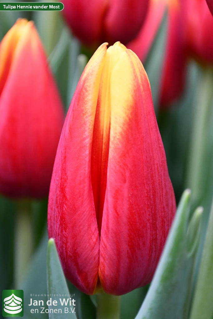 Hennie v/d Most — оптовая продажа