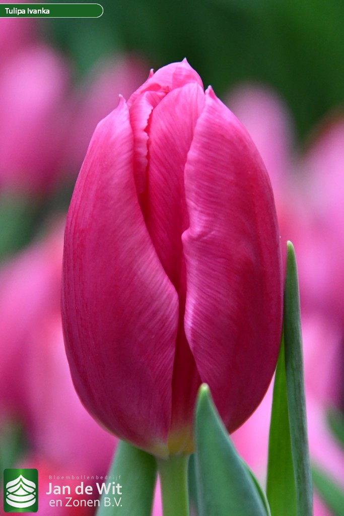 Ivanka — оптовая продажа