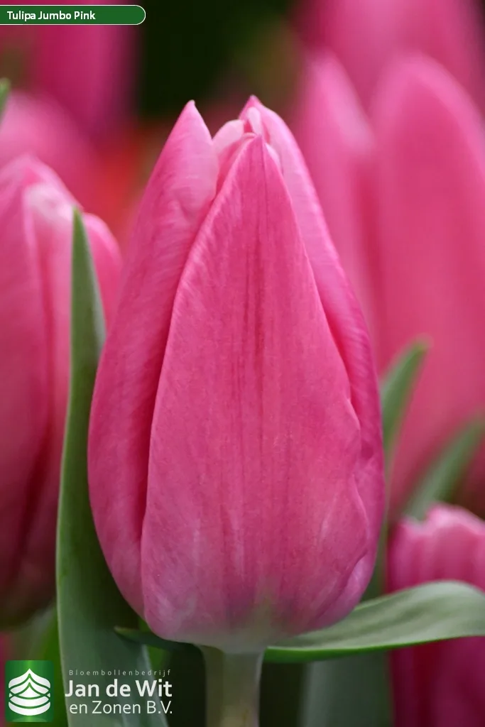 Jumbo Pink
