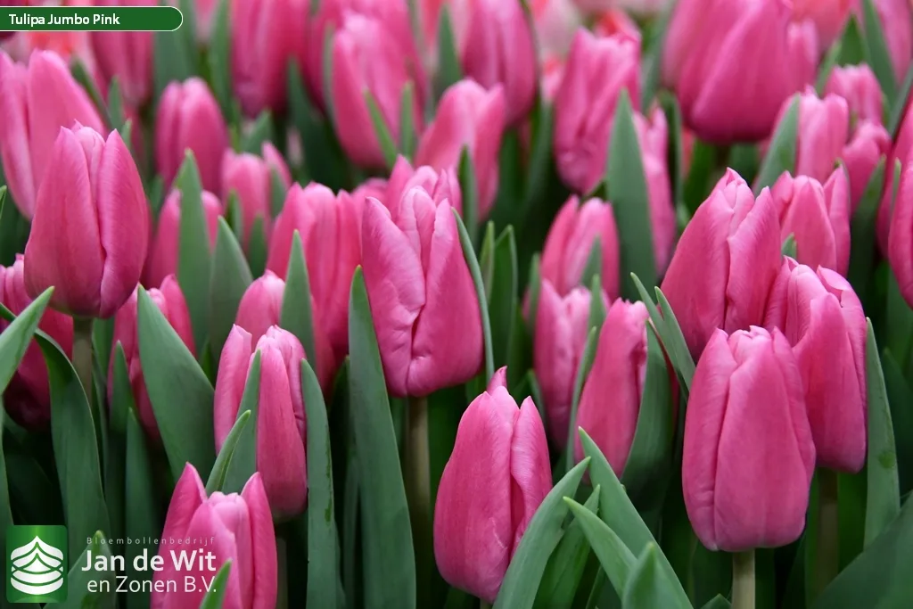 Jumbo Pink