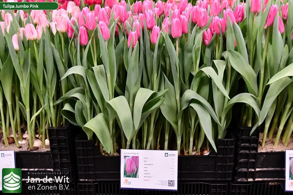 Jumbo Pink