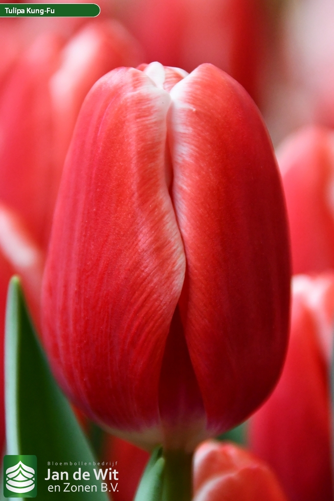 Kung-fu — оптовая продажа