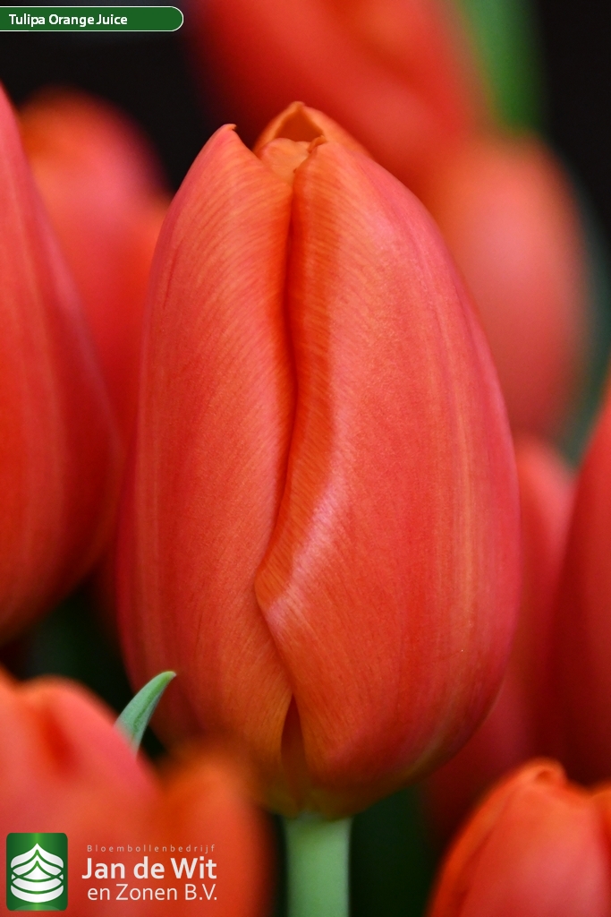 Orange Juice — оптовая продажа