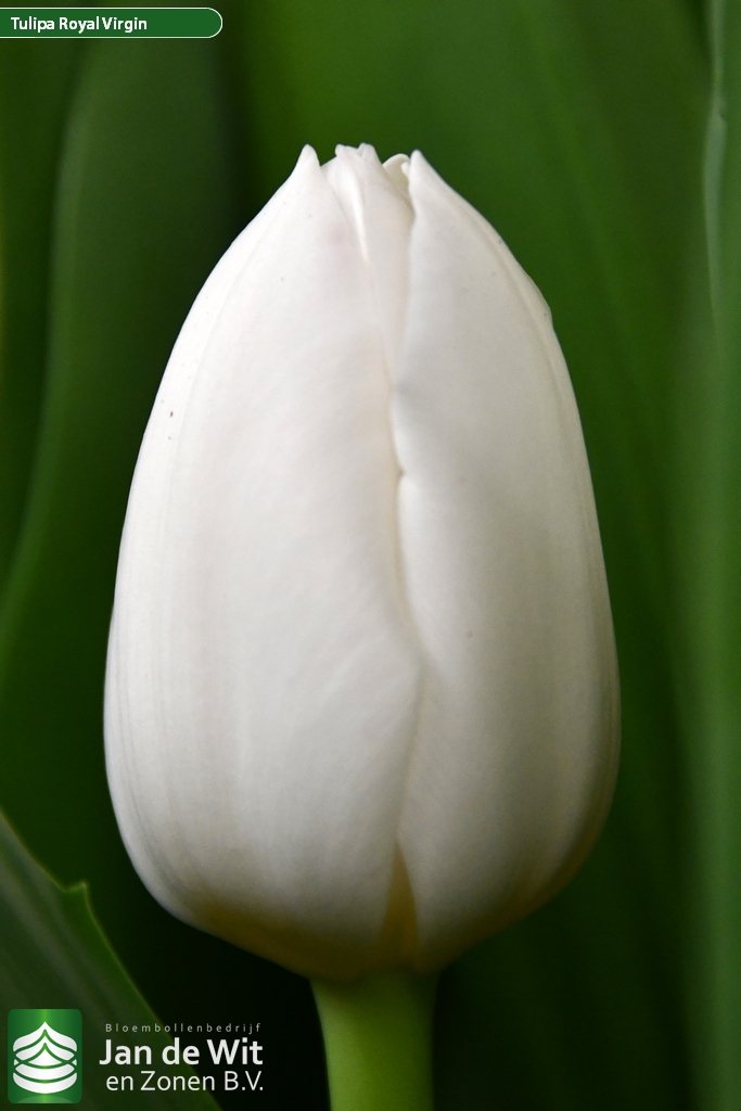 Royal Virgin — оптовая продажа