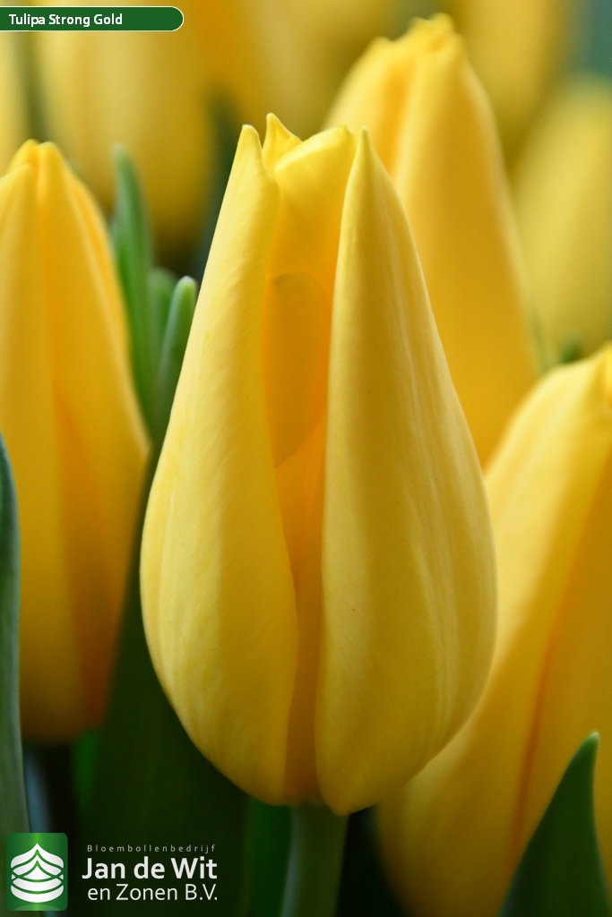 Strong Gold — оптовая продажа