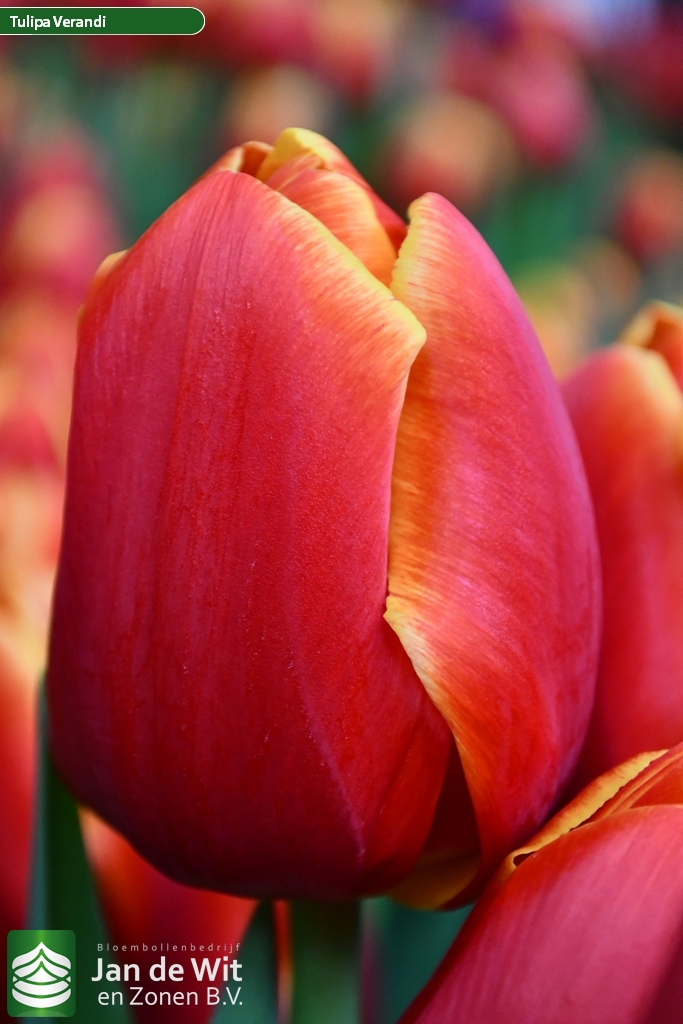 Verandi — оптовая продажа